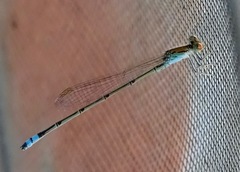 Pseudagrion hamoni