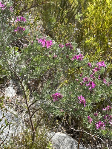 Image of Indigofera hannariae by (c) Charleen Brunke, some rights reserved (CC BY)