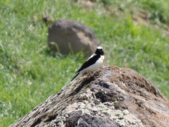 Oenanthe melanoleuca