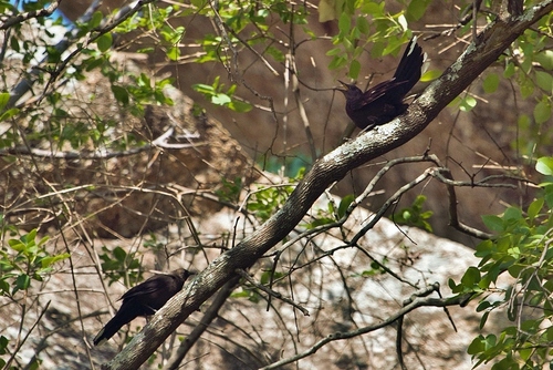 Boulder Chat (Pinarornis plumosus), photo 8
