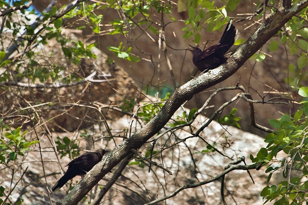 Boulder Chat (Pinarornis plumosus), photo 8