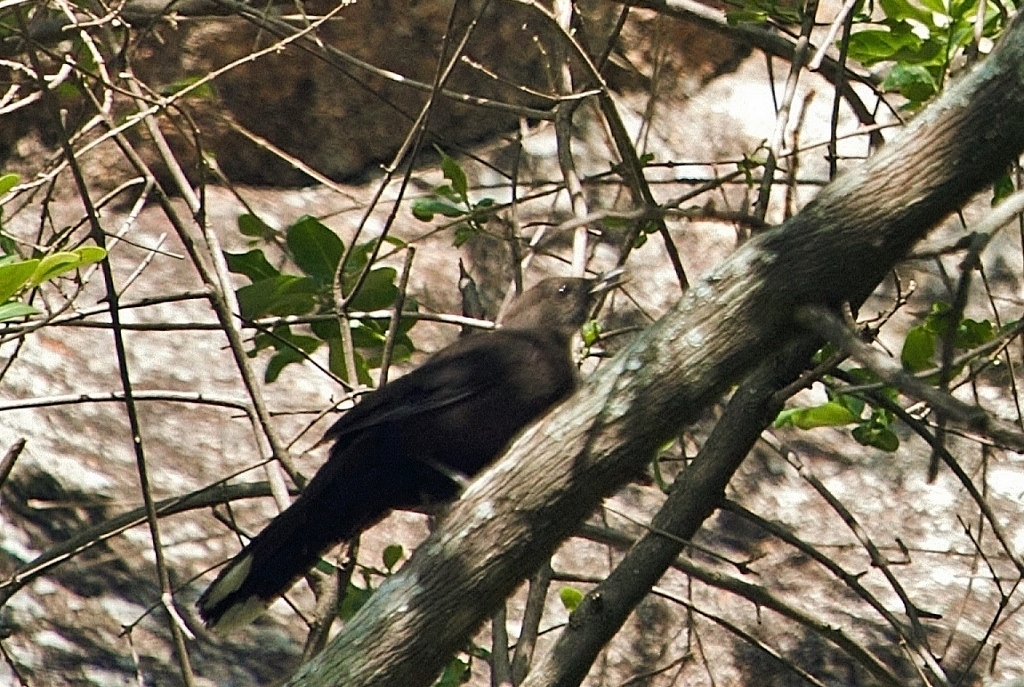 Boulder Chat (Pinarornis plumosus), photo 9