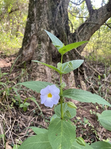 Thunbergia natalensis (Thunbergia natalensis)