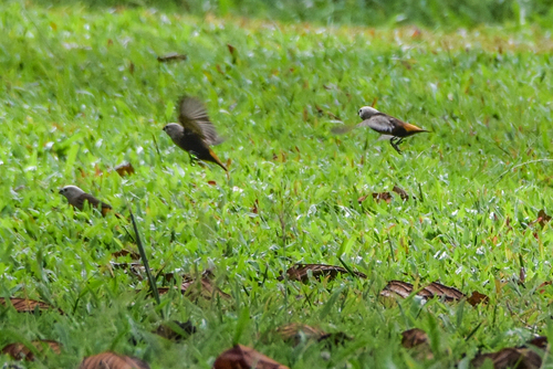 Grey-headed Mannikin (Lonchura caniceps), photo 6