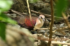 Alopecoenas xanthonurus
