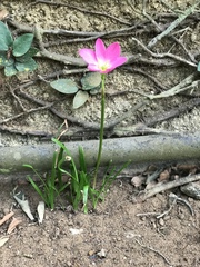 Calandrinia menziesii