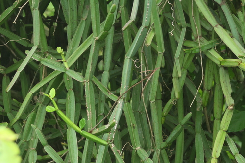 Cissus quadrangularis