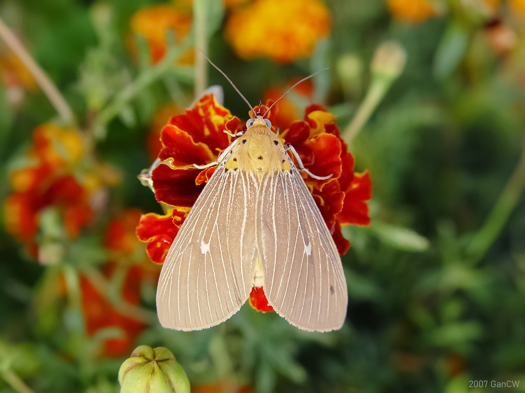 Tropical Tiger Moth