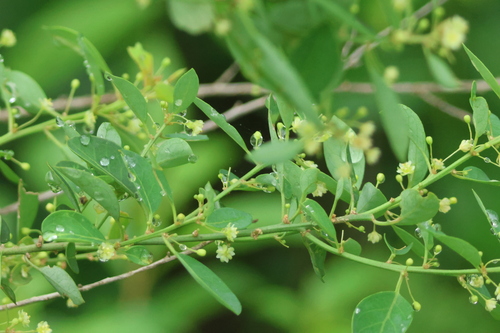 Common lightning bush (Clutia pulchella)