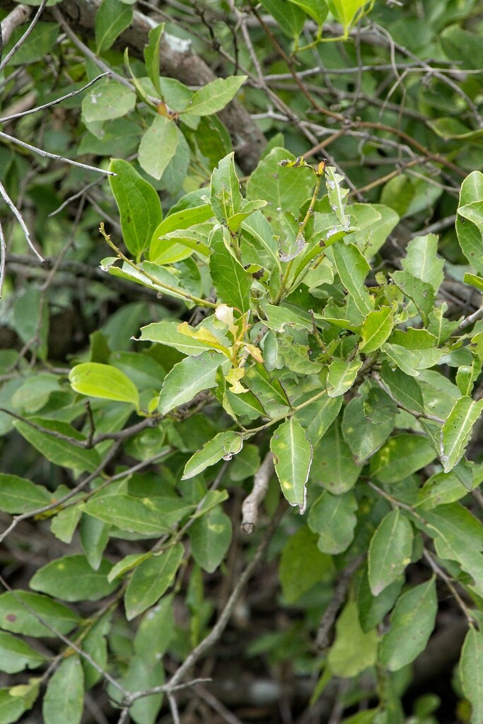 Koko Tree from Vernon Crookes NR #7, Ugu District Municipality, South ...