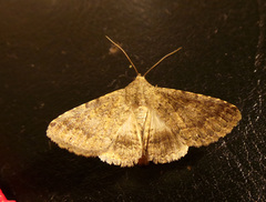 Polydesma