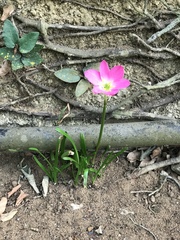 Calandrinia menziesii