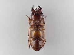 Phrenapates