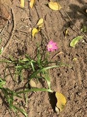 Calandrinia menziesii