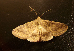 Polydesma