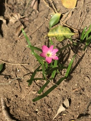 Calandrinia menziesii
