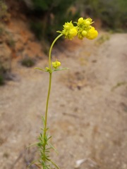 Calceolaria thyrsiflora