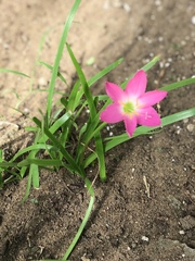 Calandrinia menziesii