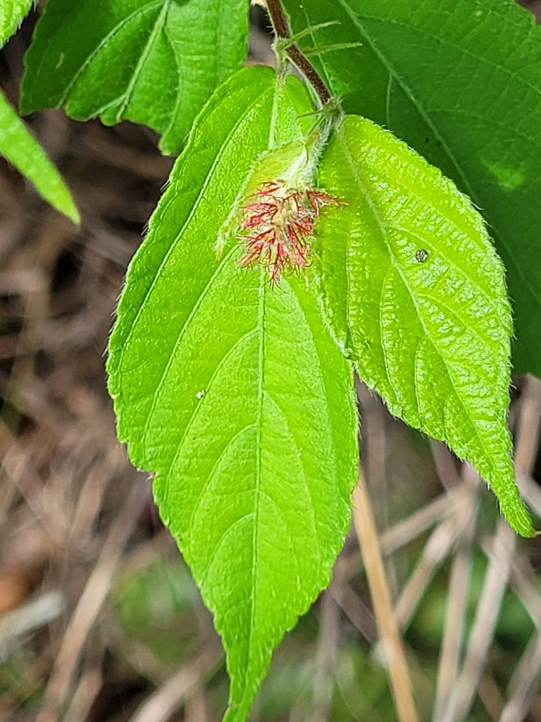 Acalypha chirindica S.Moore