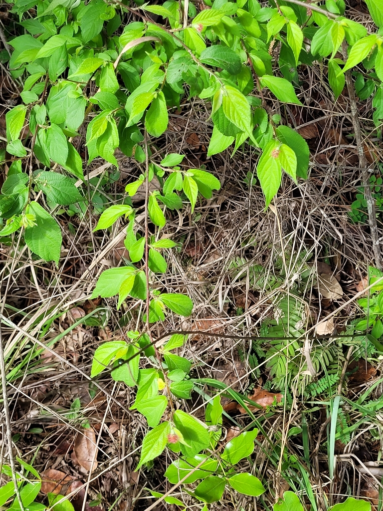 Acalypha chirindica S.Moore 2
