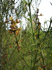 Retanilla