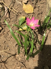 Calandrinia menziesii