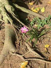 Calandrinia menziesii