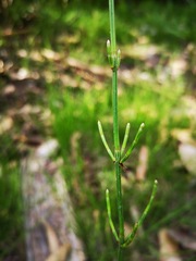 Equisetum bogotense