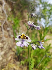 Schizanthus