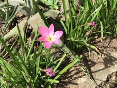 Calandrinia menziesii