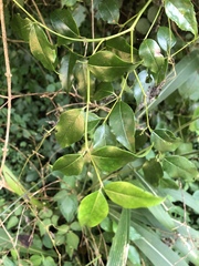 Cassinopsis ilicifolia