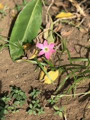 Calandrinia menziesii