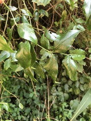 Cassinopsis ilicifolia