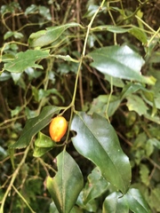 Cassinopsis ilicifolia