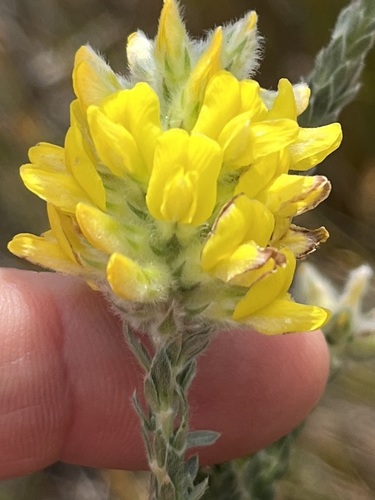 Image of Aspalathus quinquefolia by (c) Charleen Brunke, some rights reserved (CC BY)