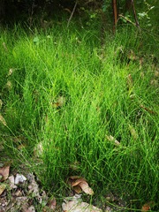 Equisetum bogotense