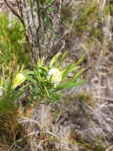 Limestone Sunshine (Leucadendron meridianum)