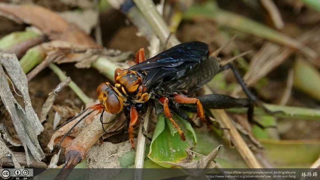 golden cricket wasp