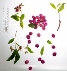 Syzygium paniculatum