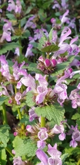 Lamium garganicum