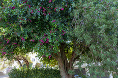 Syzygium paniculatum