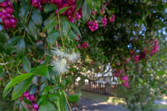 Syzygium paniculatum