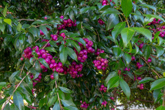 Syzygium paniculatum