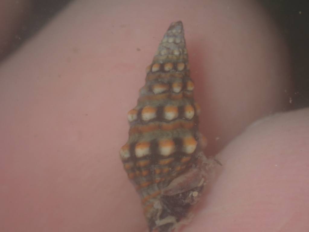 Pilsbryspira nymphia