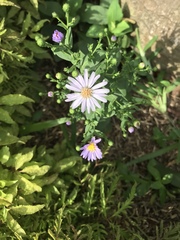 Symphyotrichum laeve