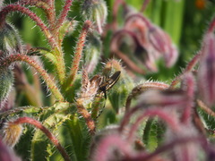 Agapanthia suturalis