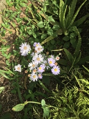 Symphyotrichum laeve