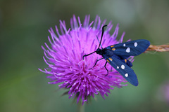 Zygaena ephialtes