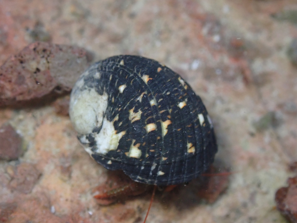 Nerita funiculata