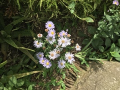 Symphyotrichum laeve